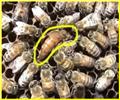 Sữa Ong Chúa là gì? Sữa Ong Chúa từ đâu mà có?